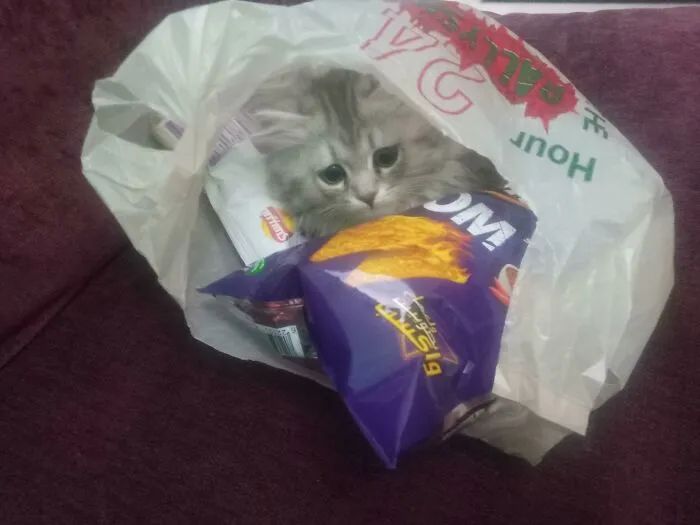 猫咪可爱萌图用猫猫的尾巴比心,可爱小猫猫超萌照片戴头套