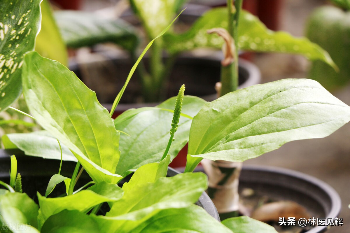 前列腺炎中医治疗应该先祛湿吗,前列腺炎清热利湿的中成药有