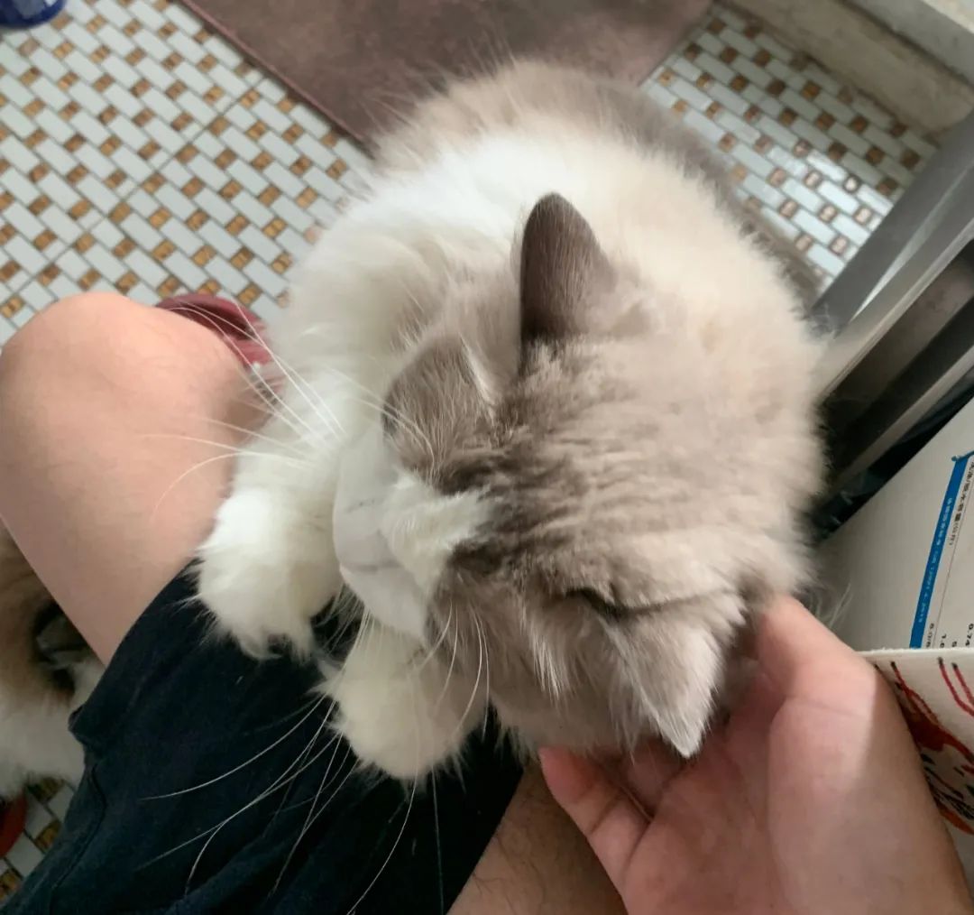 汤圆布偶猫,最好看的布偶猫汤圆