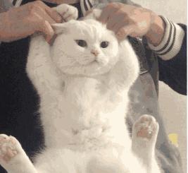 猫隐睾在腹股沟内癌变的前兆,猫咪睾丸肿瘤