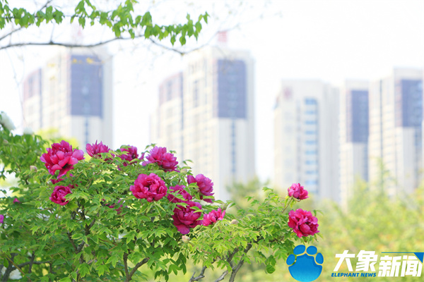 花开时节动京城最美不过洛阳城,四月洛阳美如画千年帝都是花城