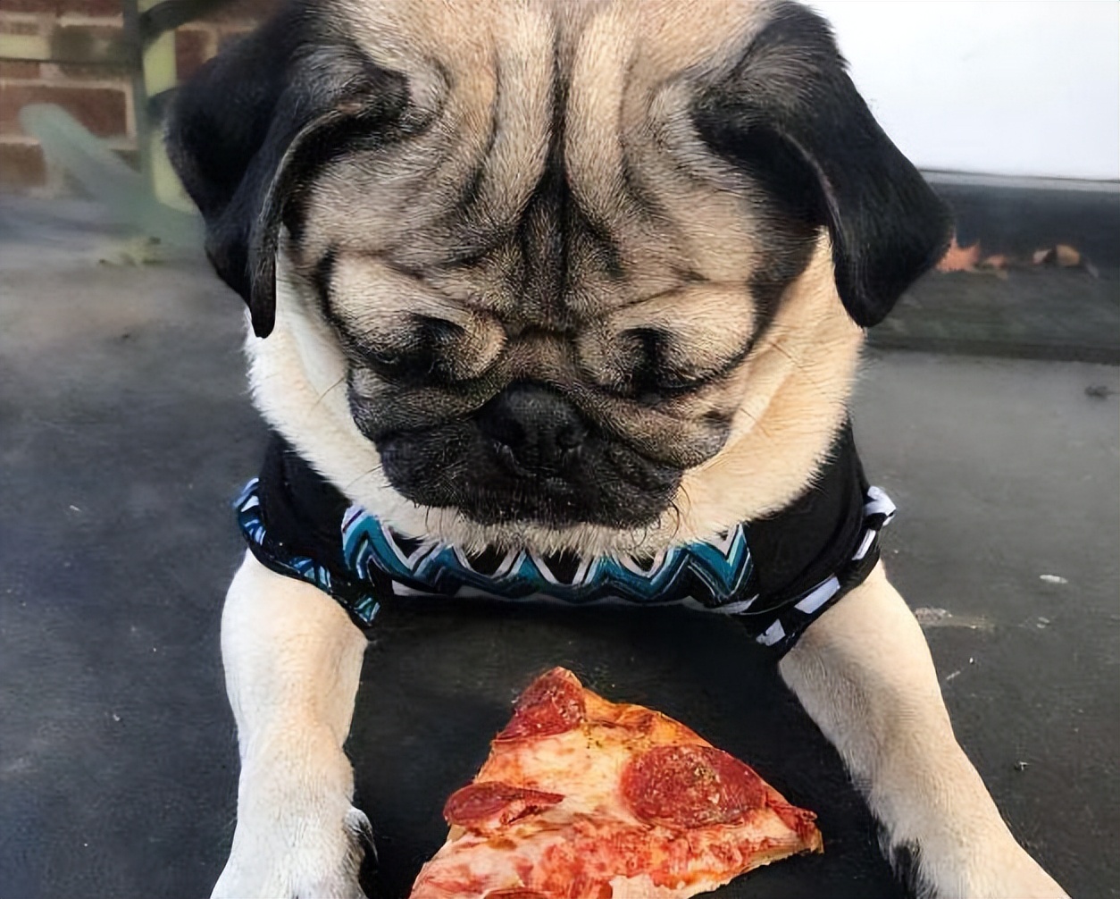 巴哥犬后腿无力是什么原因,巴哥犬不吃东西是怎么回事