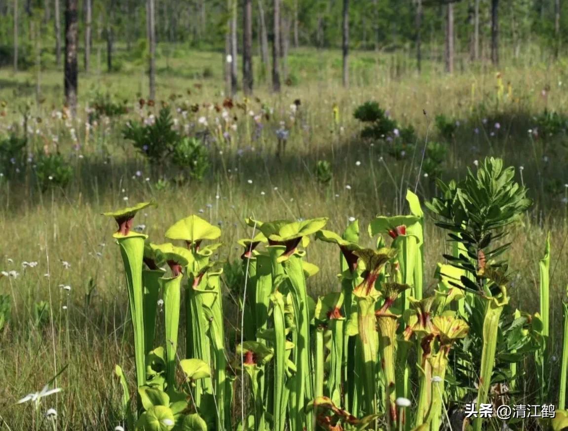 又好看又便宜的食虫植物,有什么推荐的食虫植物