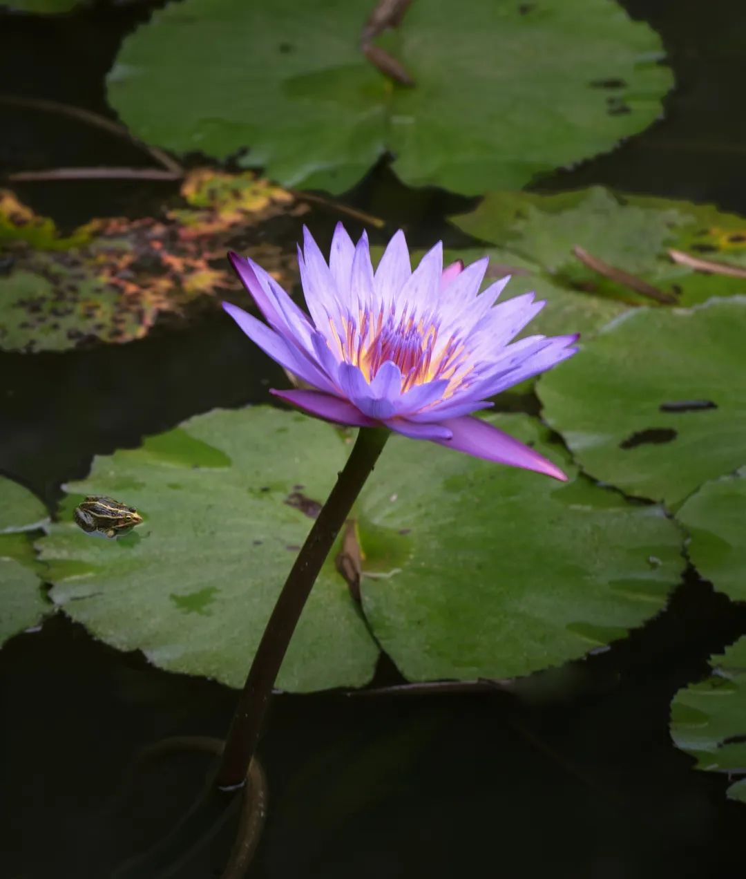 广州哪里有花海的景区,广州南沙区有哪些花海