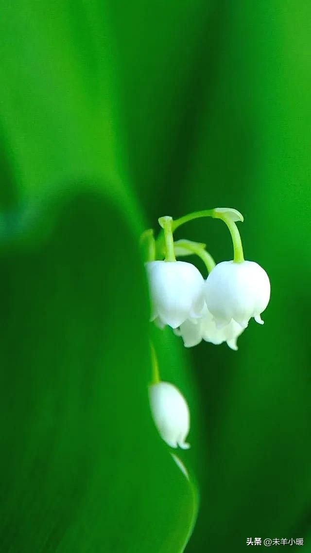 最美的手机壁纸大全,养眼养心的壁纸