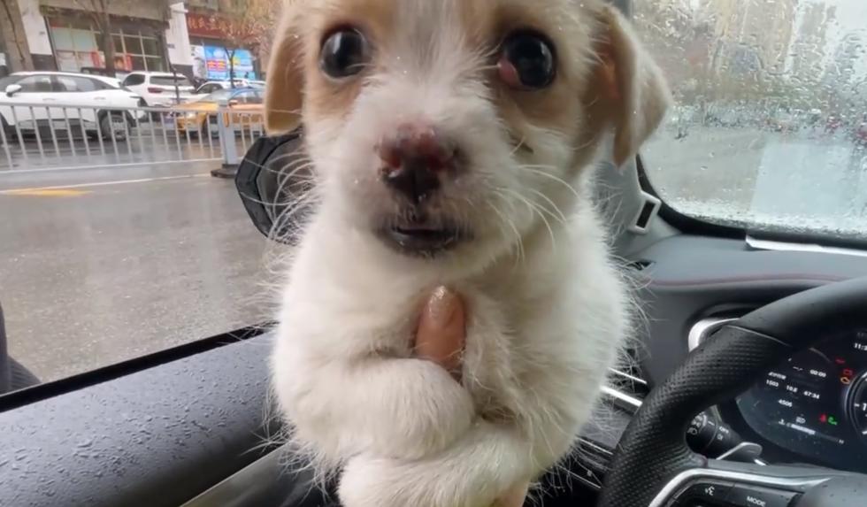 黑龙江：眼中长息肉的狗宝宝，紧抱志愿者的手，狗狗：别再抛弃我