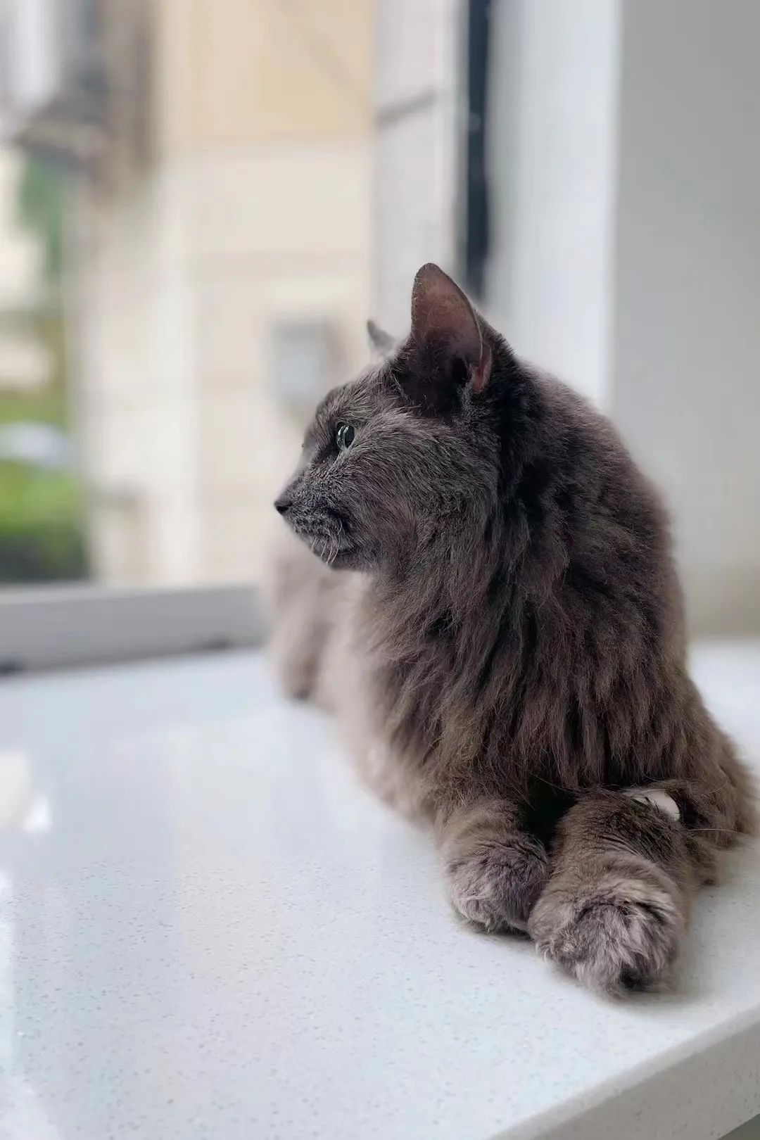 宠物医院看病为啥那么贵,为什么宠物医院很贵