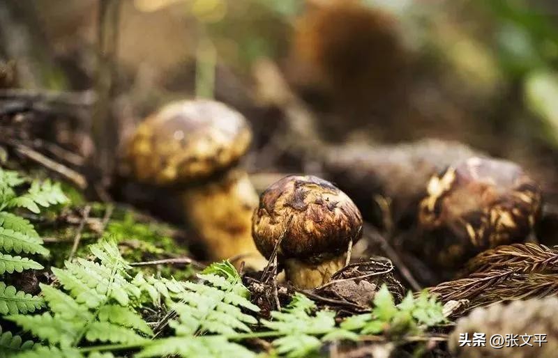 一碗正宗的蕈油面等你来品尝,全上海难觅的蕈油面