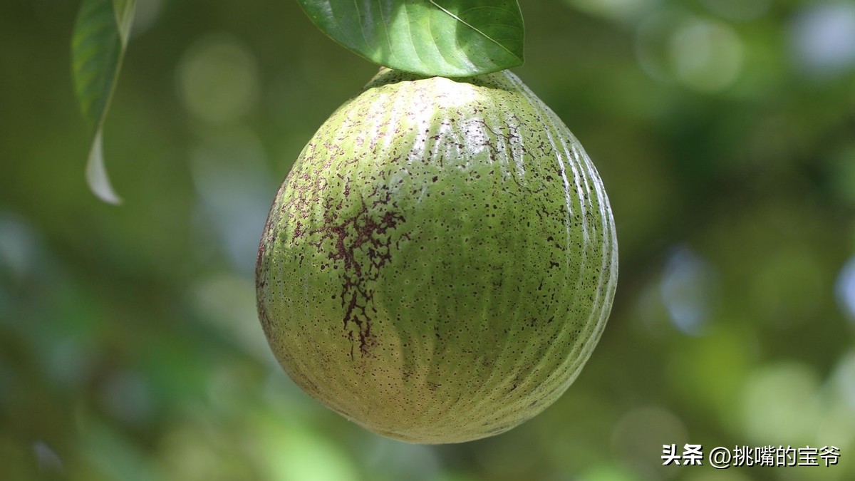 同在非洲大陆，同胞国家忍饥挨饿，它还出口牛油果、芝麻到中国