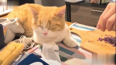 流泪猫猫头原图,最近猫猫头为什么这么火