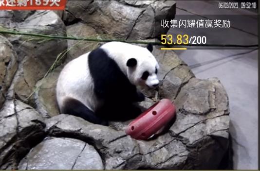 6.3日小奇迹崽崽:快给本崽崽多多上供能吃的竹子和竹笋