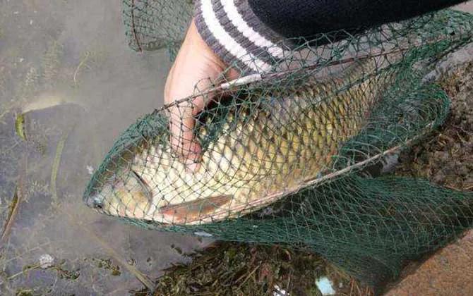 大棚钓鲤鱼调漂技巧,老坛玉米钓鲤鱼技巧