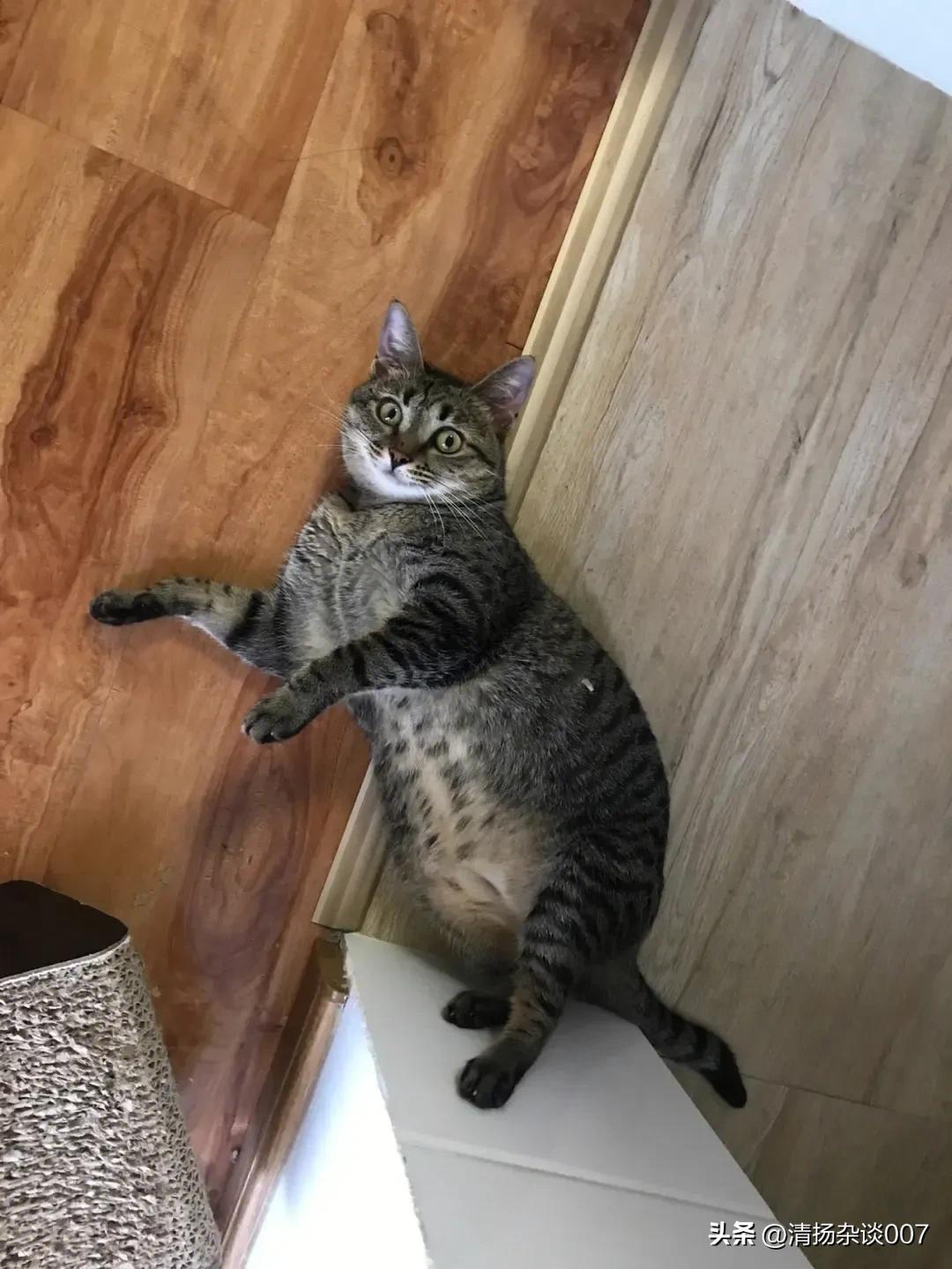 中华田园猫的品种介绍和图片大全,中华田园猫的眼睛是什么颜色的