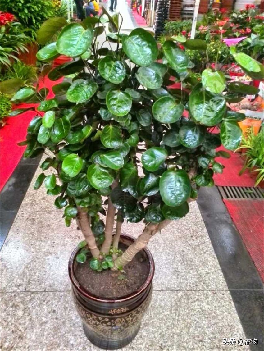 客厅放绿植好养吗,客厅放绿植有什么忌讳