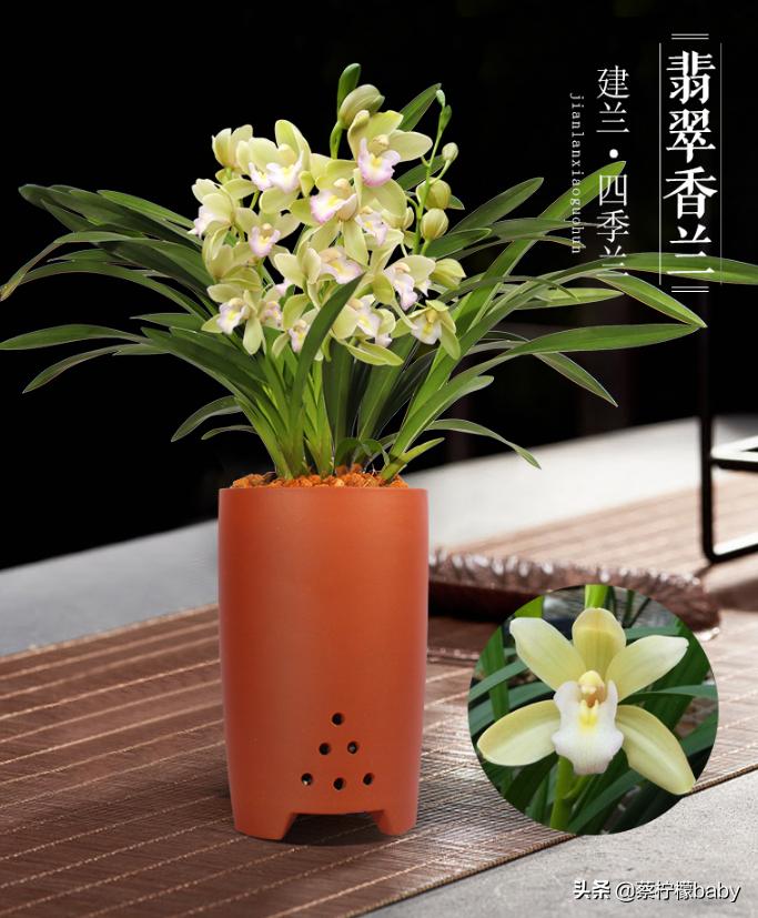 分享五种漂亮花卉,分享一款好看的月季