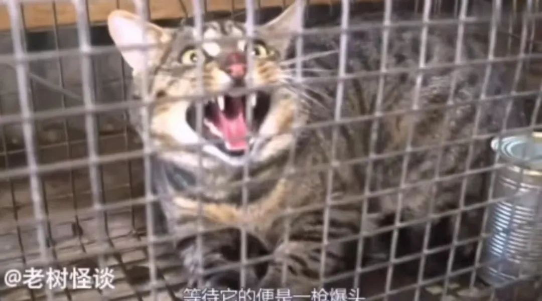 无良商家为了赚钱，竟剥猫皮做毛皮大衣…