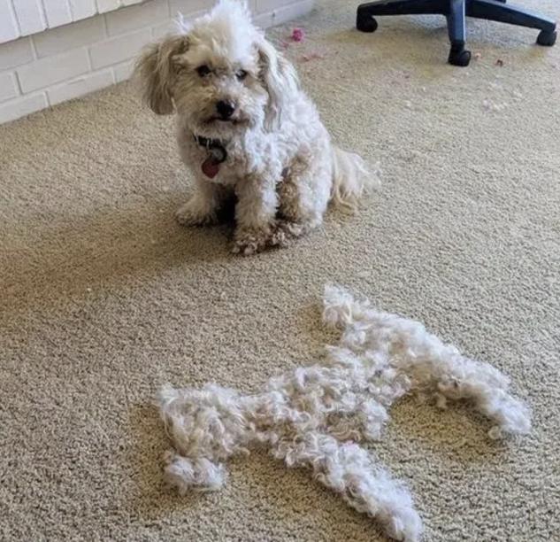 狗狗脱毛了长不出来毛了怎么办,狗狗脱毛如何治疗