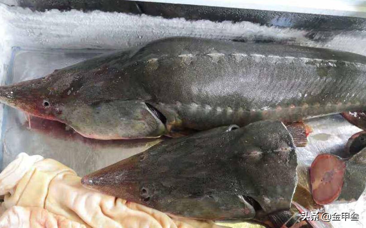 正宗老东北美食,二十多年的老东北美食