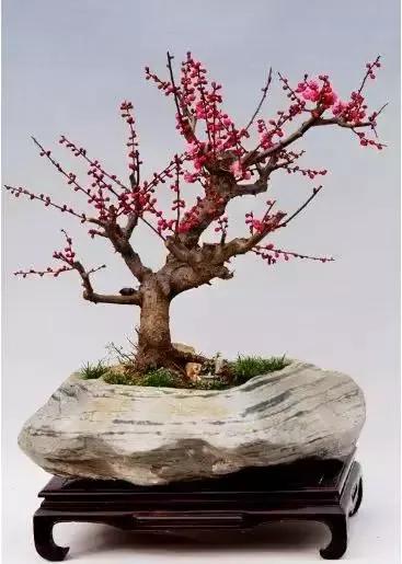 梅花老桩盆景,梅花盆景制作