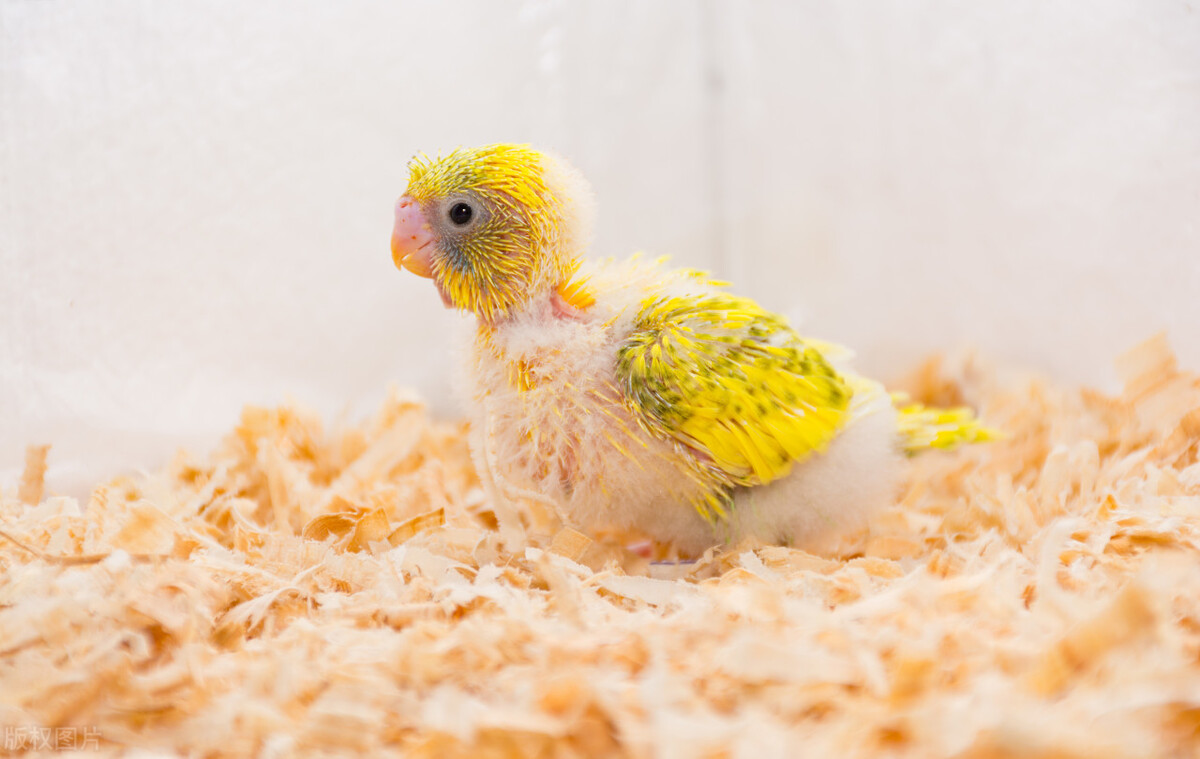 散养鸟在哪买好养活呢,去哪里买鸟最好