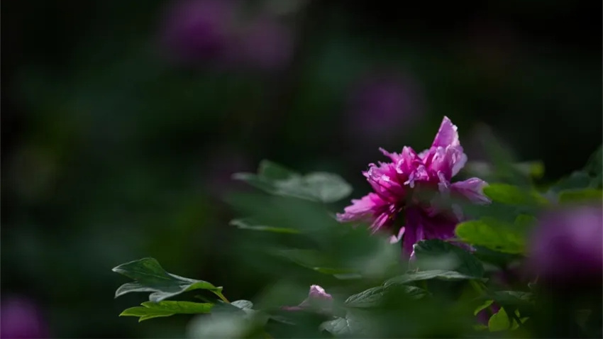 古诗词经典唯美相思,那些很惊艳的古诗词和古代情话