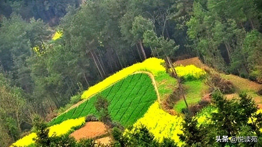 楚文涛,楚文涛作品