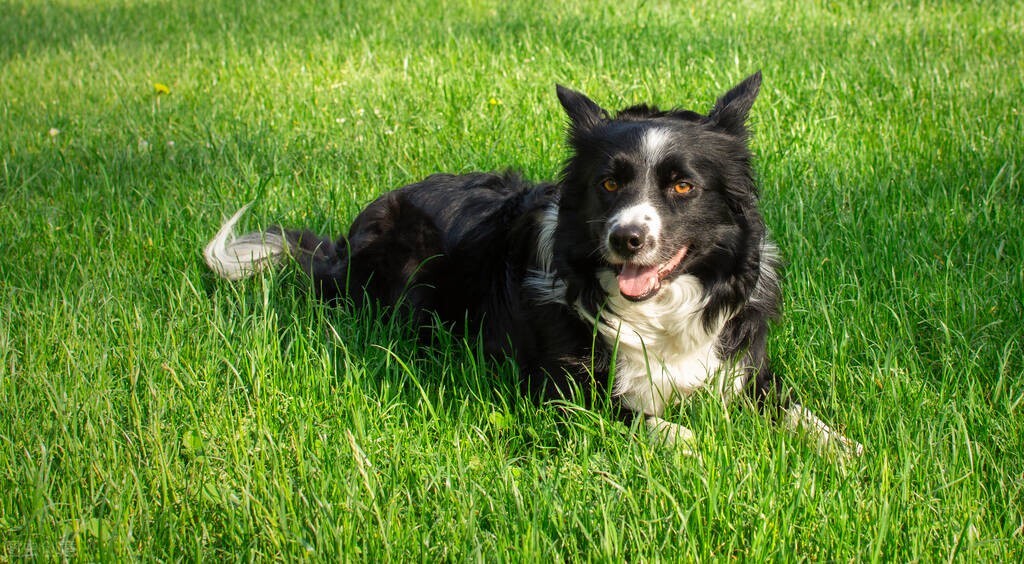 狗狗乳腺肿瘤溃烂怎么处理,狗狗乳腺囊肿和肿瘤的区别