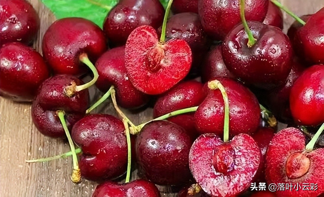 车厘子吃起来太贵了?不如自己种,每年按时结果,吃起来不心疼