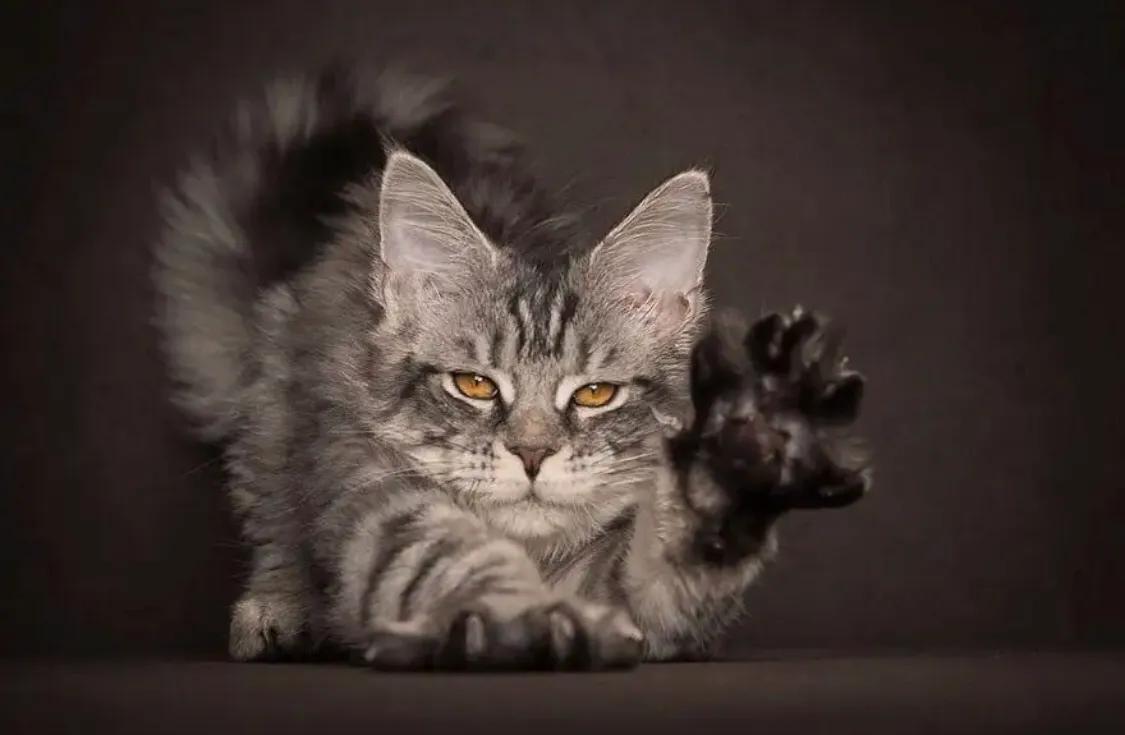 重点布偶和蓝白会配出缅因吗,天选猫耳为什么这么贵