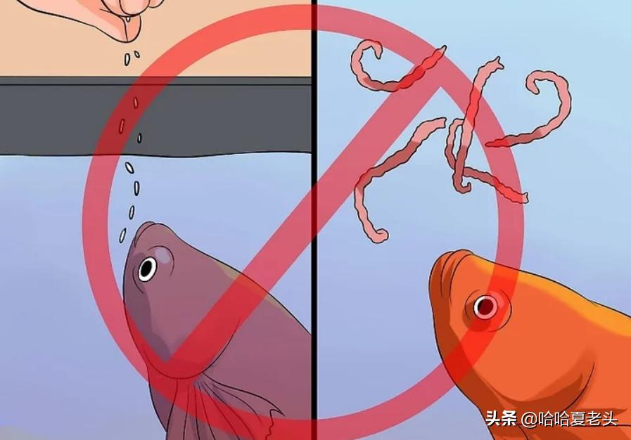 怎样拯救要死的斗鱼,怎么抢救奄奄一息的斗鱼