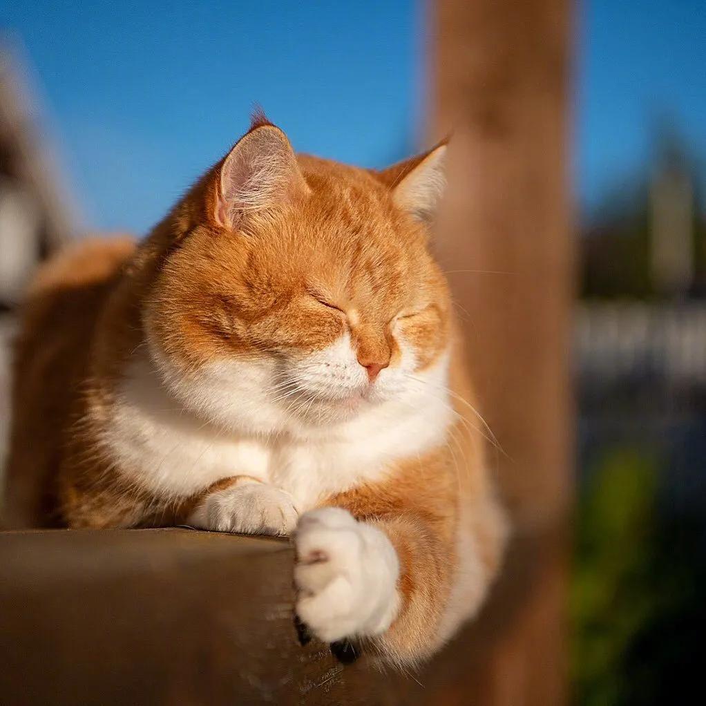 灰色猫咪是什么品种,玳瑁猫咪是什么品种