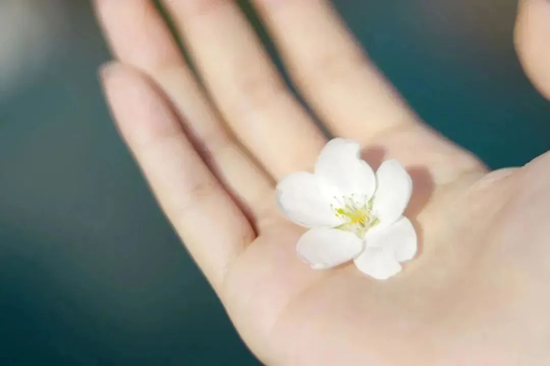 雨樱也浪漫！浙工大美美美！