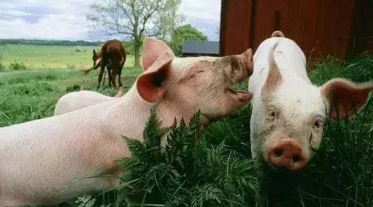 猪舍防暑降温的最佳方法,冬季养猪场怎么通风与保暖