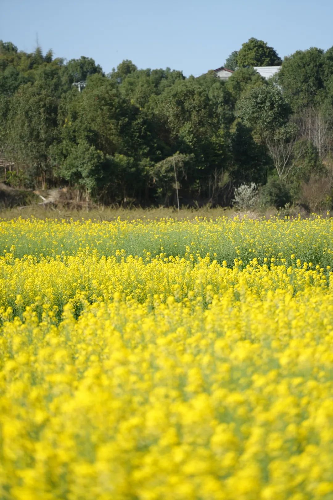 成都市区现实版桃花源记在哪里,成都公交可达的古镇