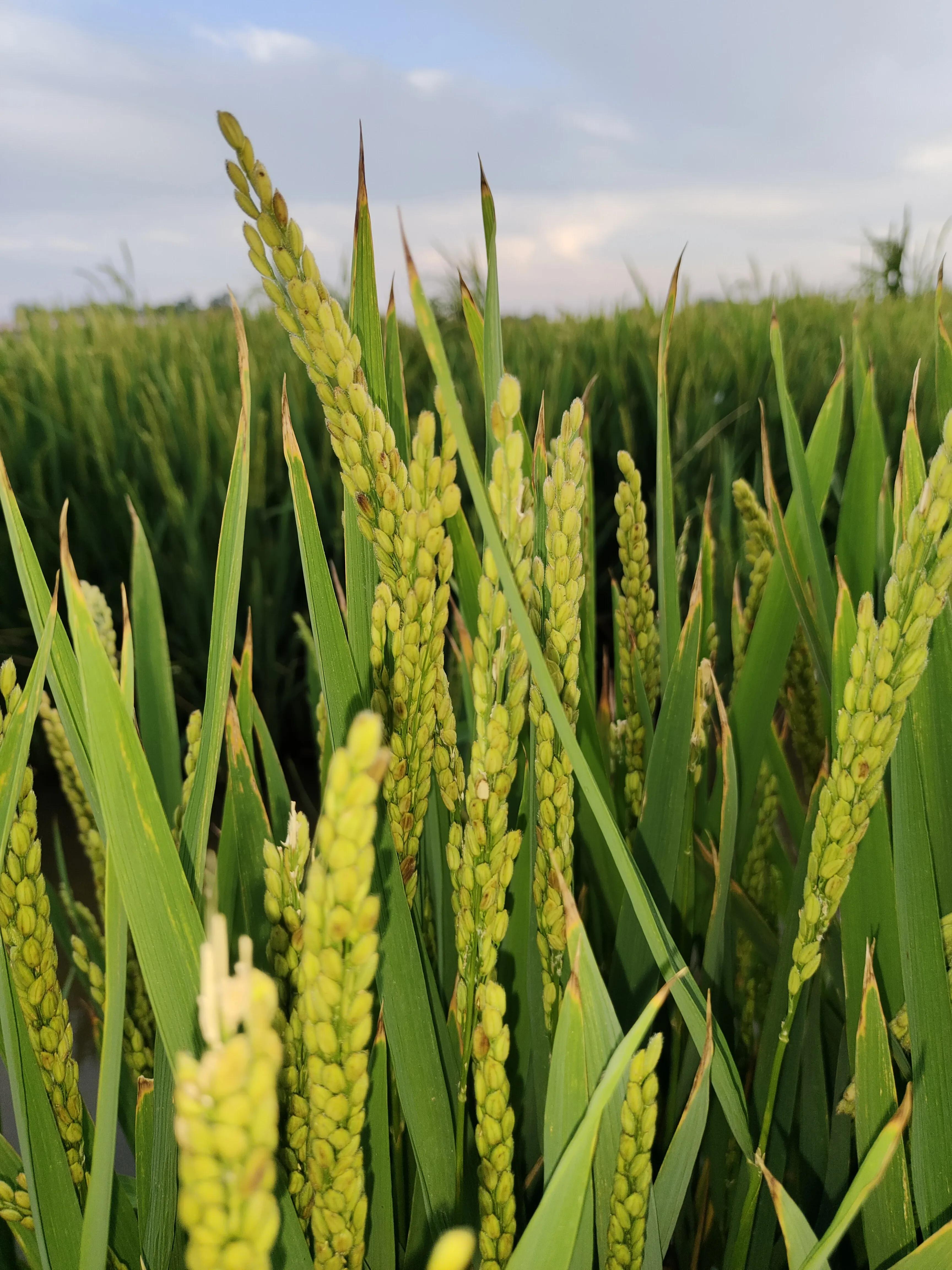 天津小站镇现在是什么地方,天津市小站镇位置
