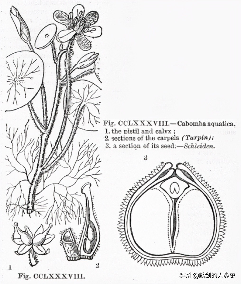 「地球生物全系列——植物篇」睡莲目—莼菜科