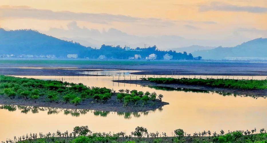 当红树林向北挺进1°