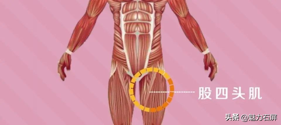 大腿肌肉有多重要,大腿肌肉力量强弱能看出来吗