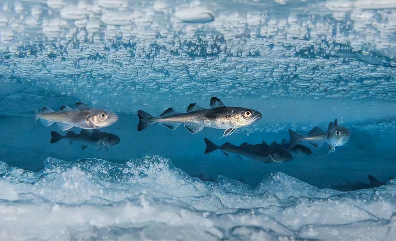 南极冰鱼为什么会苦,南极鱼能在冰天雪地中健康生长