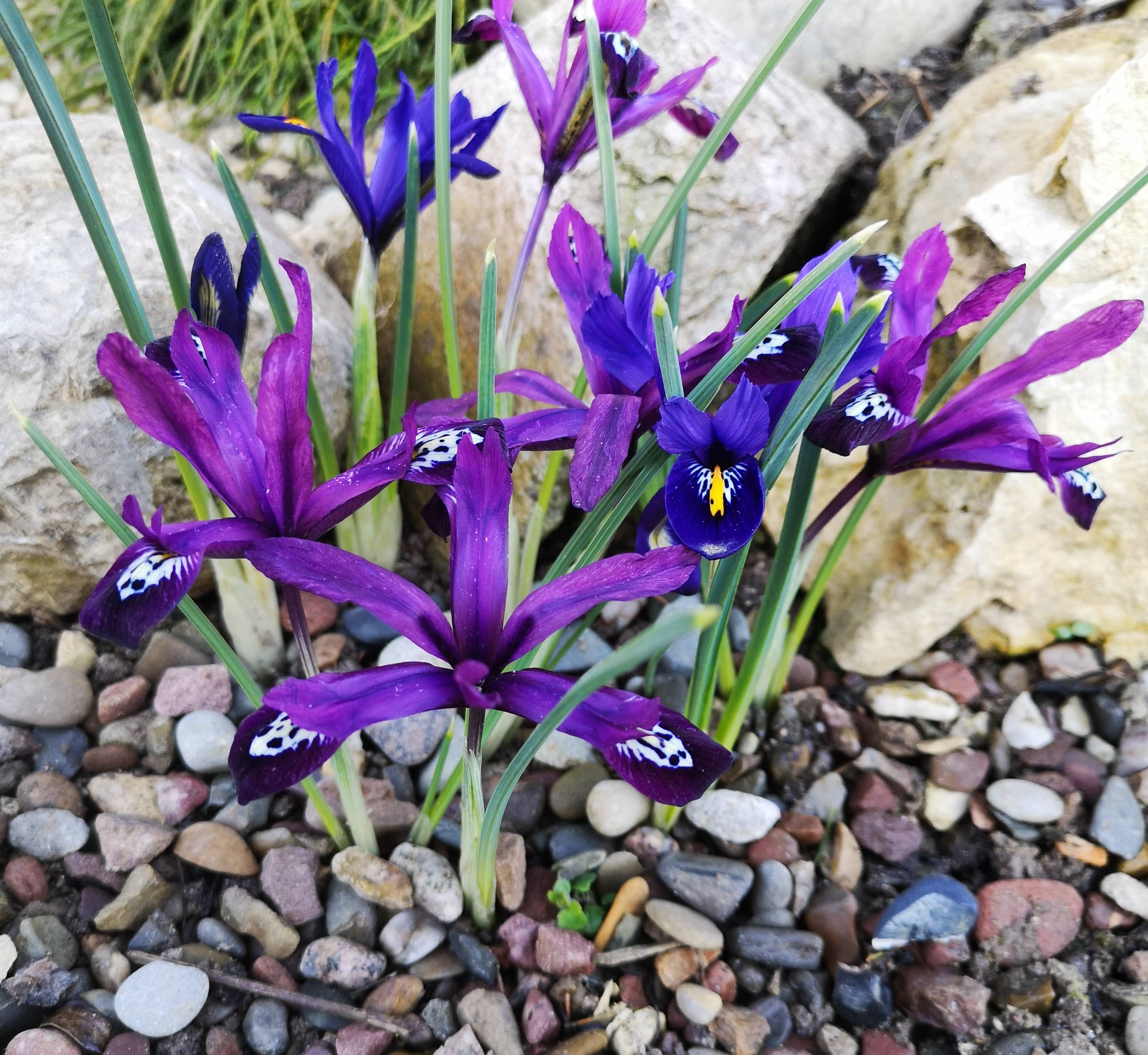 最好养的阳台5种花,适合南方室内养的50种花