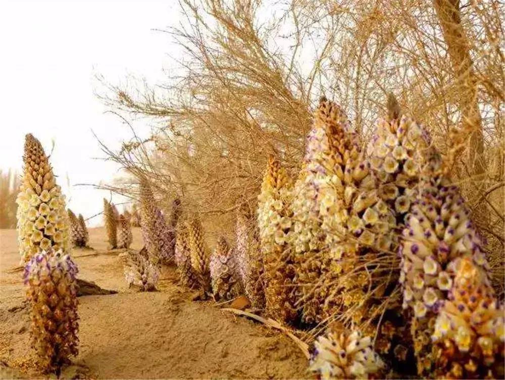 沙漠变绿洲是怎么做到的,把沙漠变成肥沃的土地