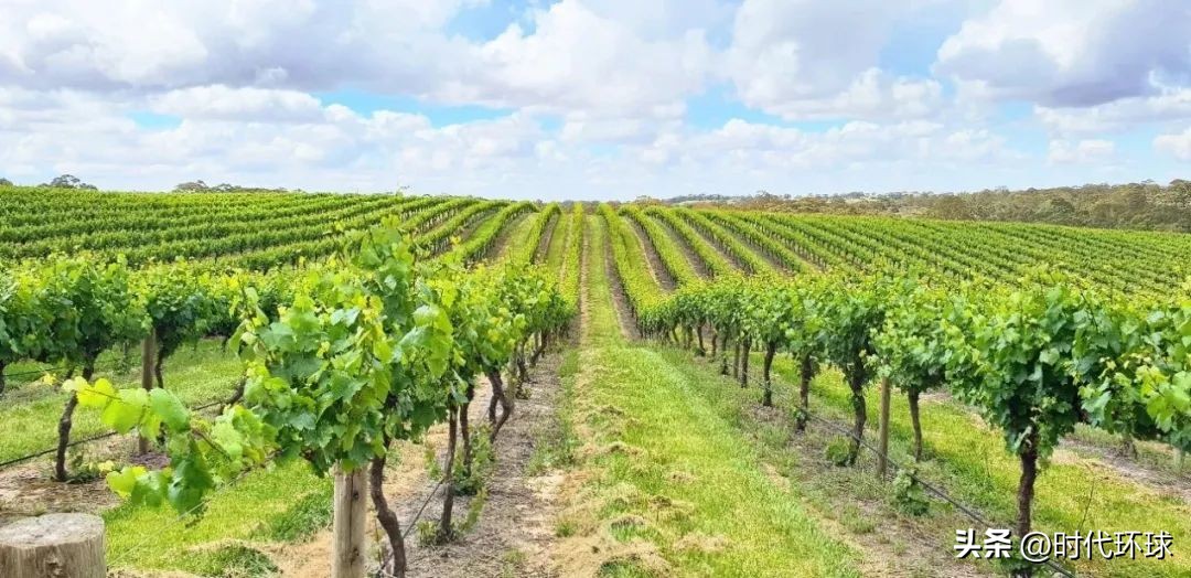 中澳关系缓和，2023年将迎澳洲葡萄园投资更好时机