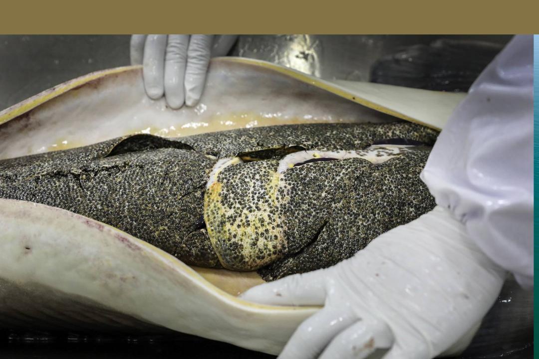 鱼籽酱的阶层跃升拯救了鲟鱼，但人类真的能「支配自然」吗？