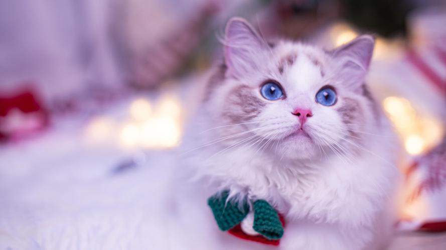 猫界中最不臭的几种猫,盘点那些闻到臭味的猫咪