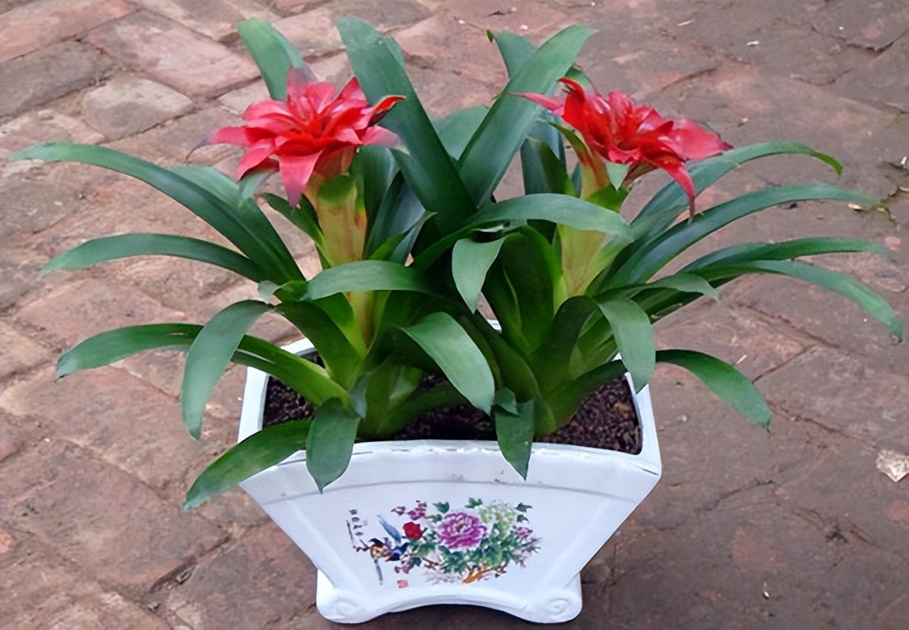 鸿运当头花叶子干枯发黄是怎么回事