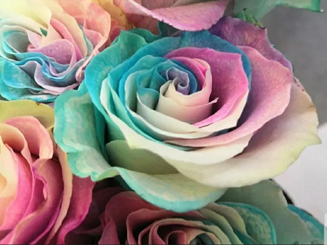 月季玫瑰蔷薇三姐妹的区别,月季蔷薇和玫瑰哪个更好看