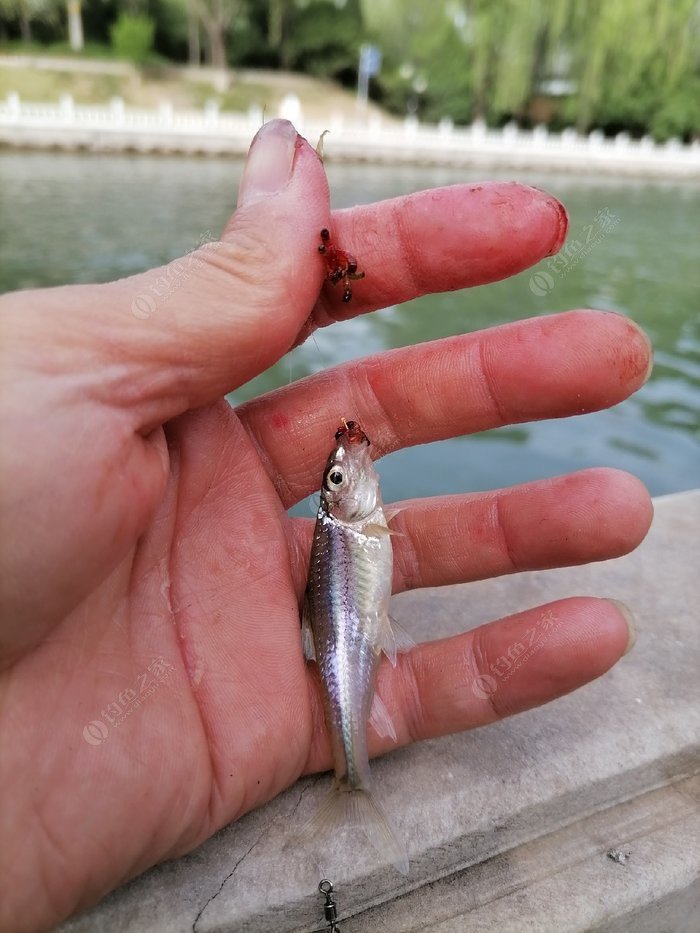 掌握这四大钓鱼技巧你也是高手,掌握这几点小窍门