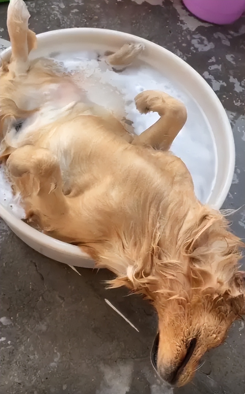 这是一只很有灵性的金毛,这只金毛的笑容已经完美抢镜