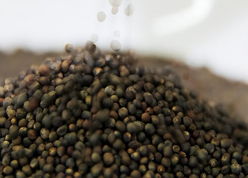 日本垄断的西兰花,西兰花种子为什么会被垄断