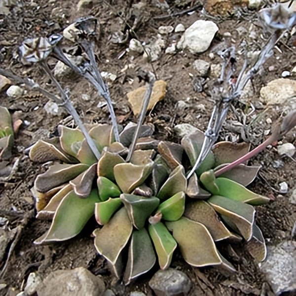 102个大类近500个多肉植物图片，都极其美丽，建议在家中也养一盆